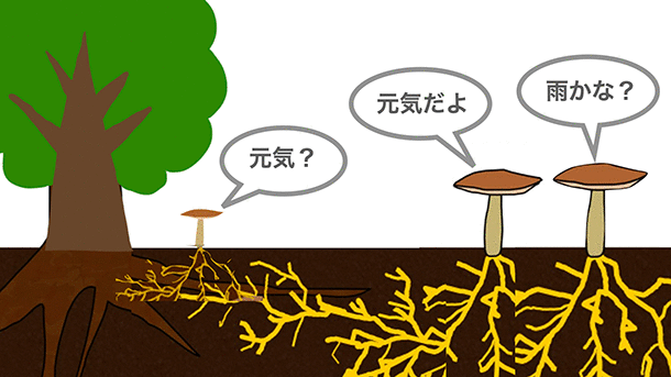 キノコと植物は地下で会話する？