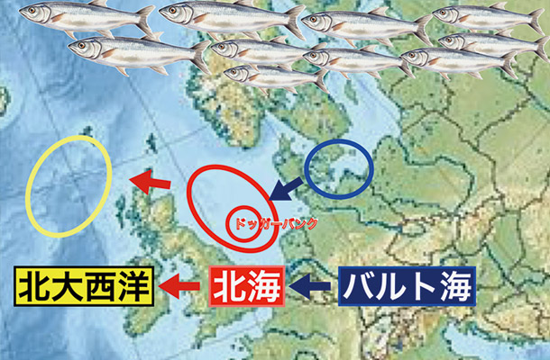 ニシンの回遊が欧州の歴史を変えた