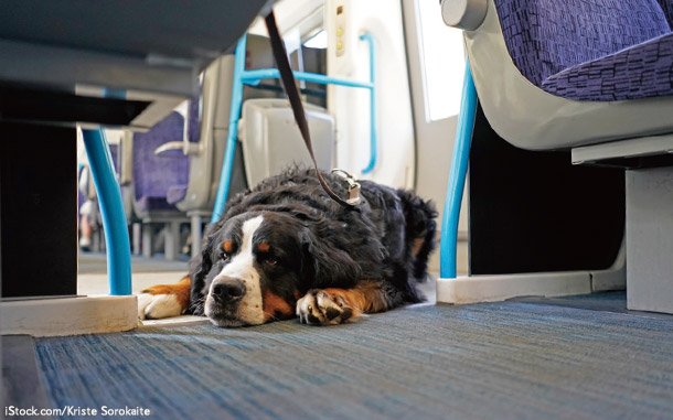 その犬、切符はいりません
