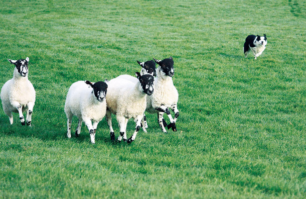 ハンドラーの声を聞きながら、羊を1列に並ばせる牧羊犬
