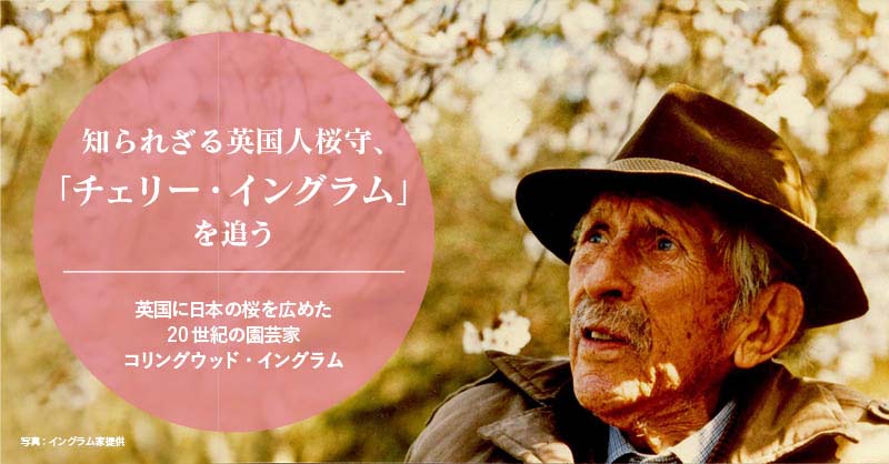 知られざる英国人桜守、「チェリー・イングラム」を追う