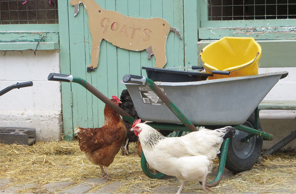 ハックニー農場では鶏が放し飼い