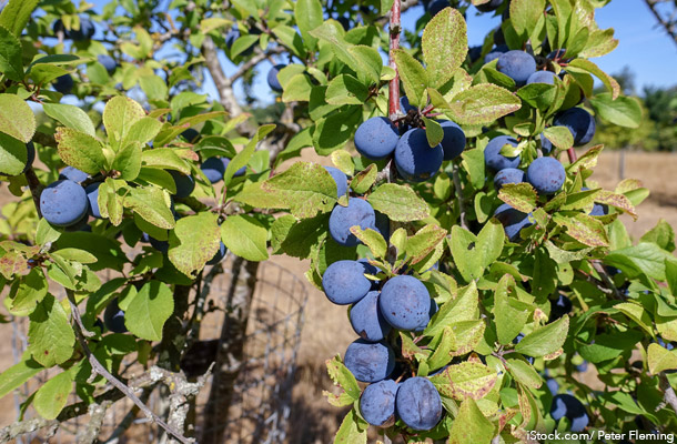 Bullace