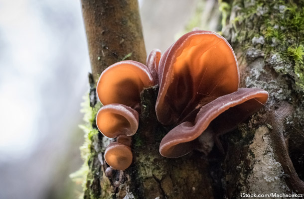 Wood Ear Mushroom